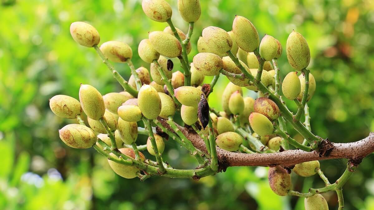 Por qué el pistacho y el almendro concentran hoy el foco de la fitosanidad internacional.jpg